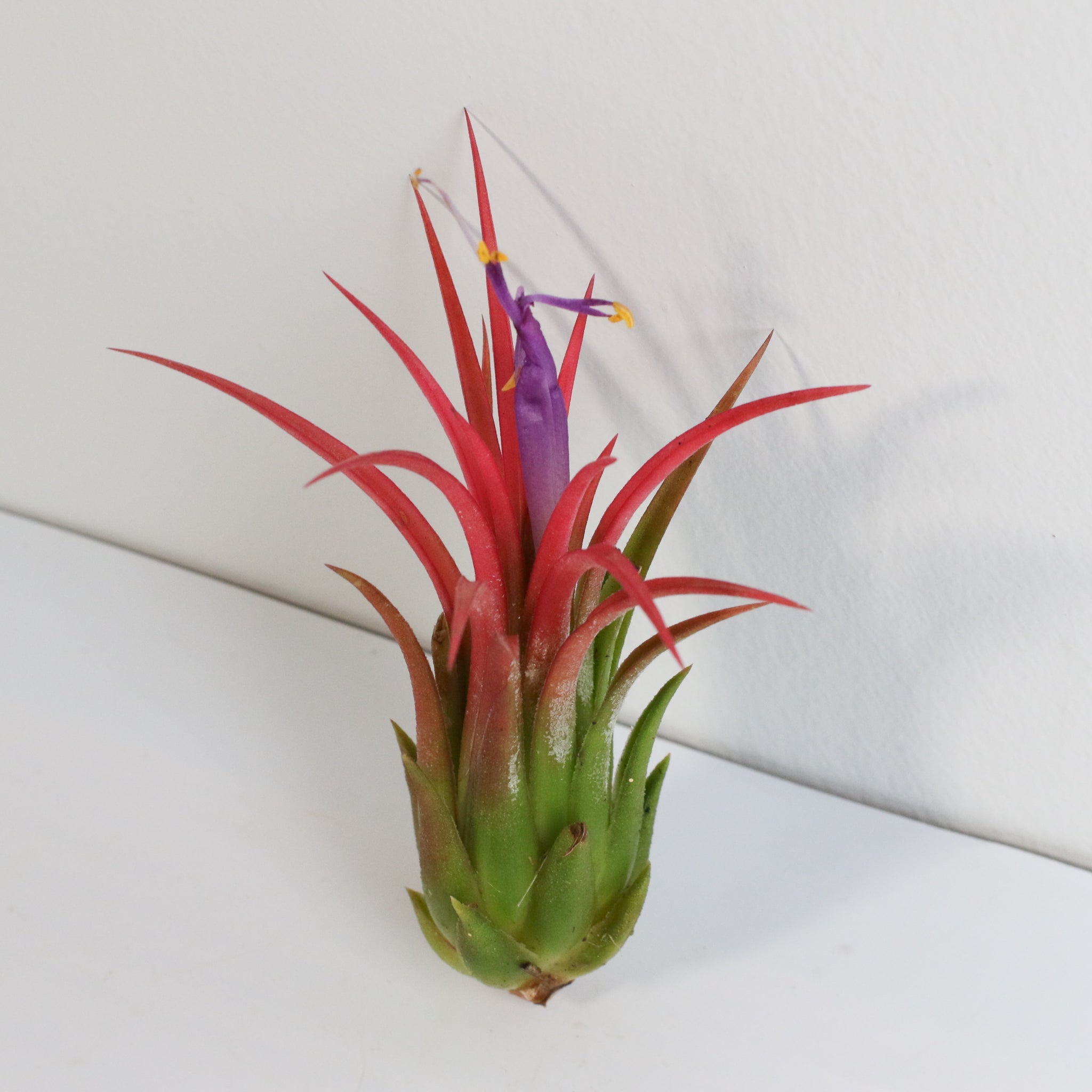 Tillandsia Ionantha Fuego Air Plant - Cheeky Garden