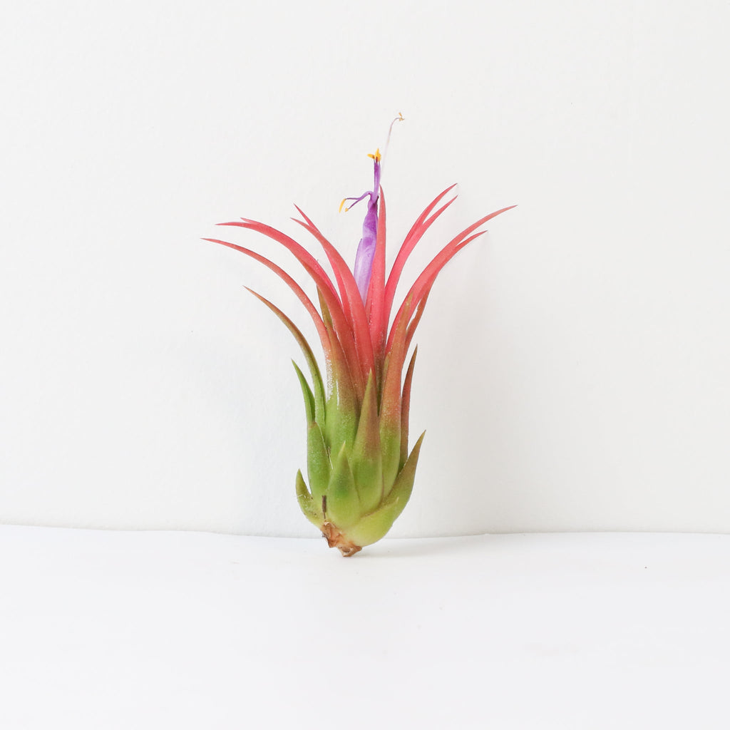 Tillandsia Ionantha Fuego Air Plant - Cheeky Garden