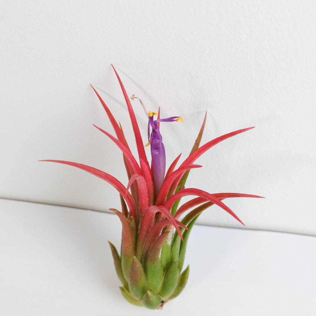 Tillandsia Ionantha Fuego Air Plant - Cheeky Garden