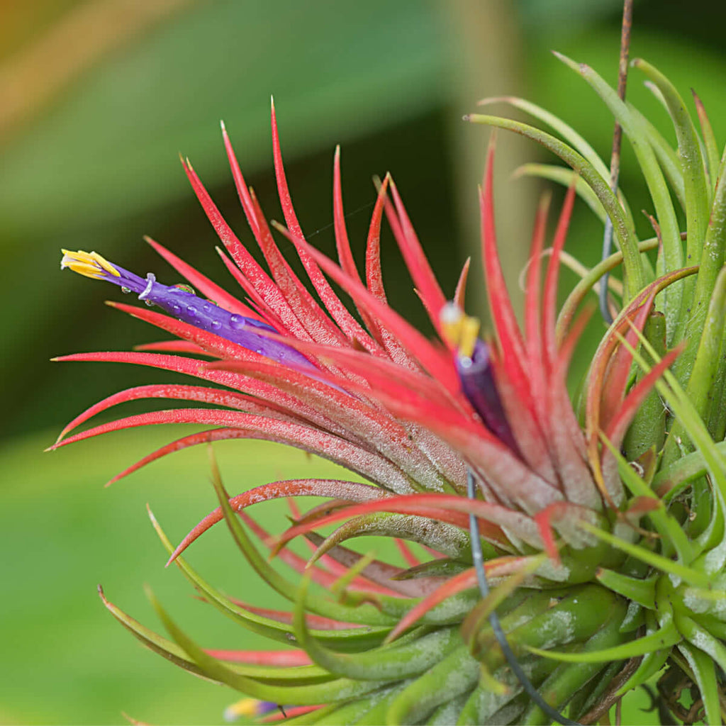Tillandsia Ionantha ‘Fuego’ Air Plant Ball - Cheeky Garden