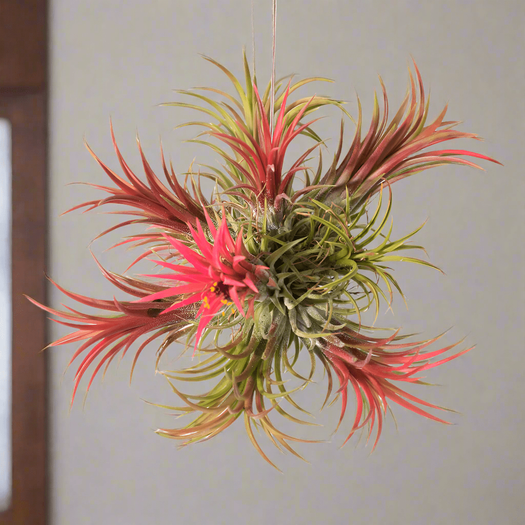 Tillandsia Ionantha ‘Fuego’ Air Plant Ball - Cheeky Garden