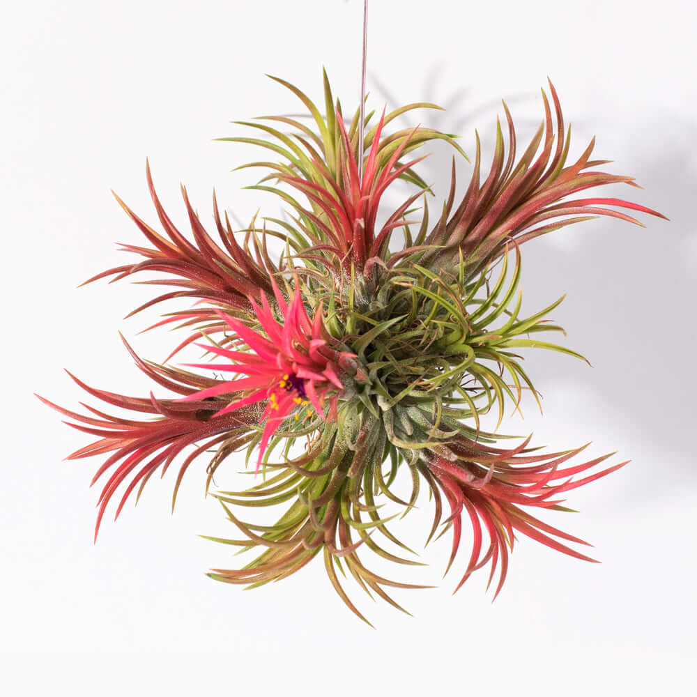 Tillandsia Ionantha ‘Fuego’ Air Plant Ball - Cheeky Garden