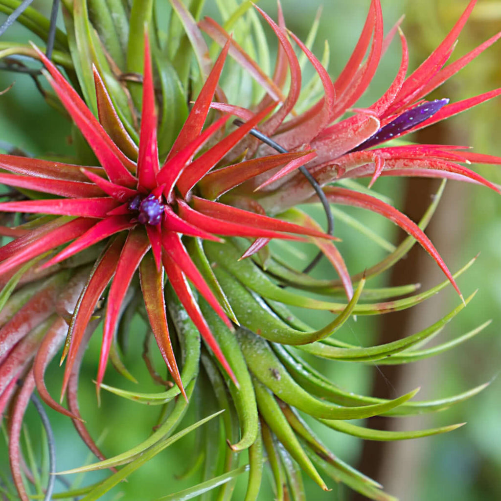 Tillandsia Ionantha ‘Fuego’ Air Plant Ball - Cheeky Garden