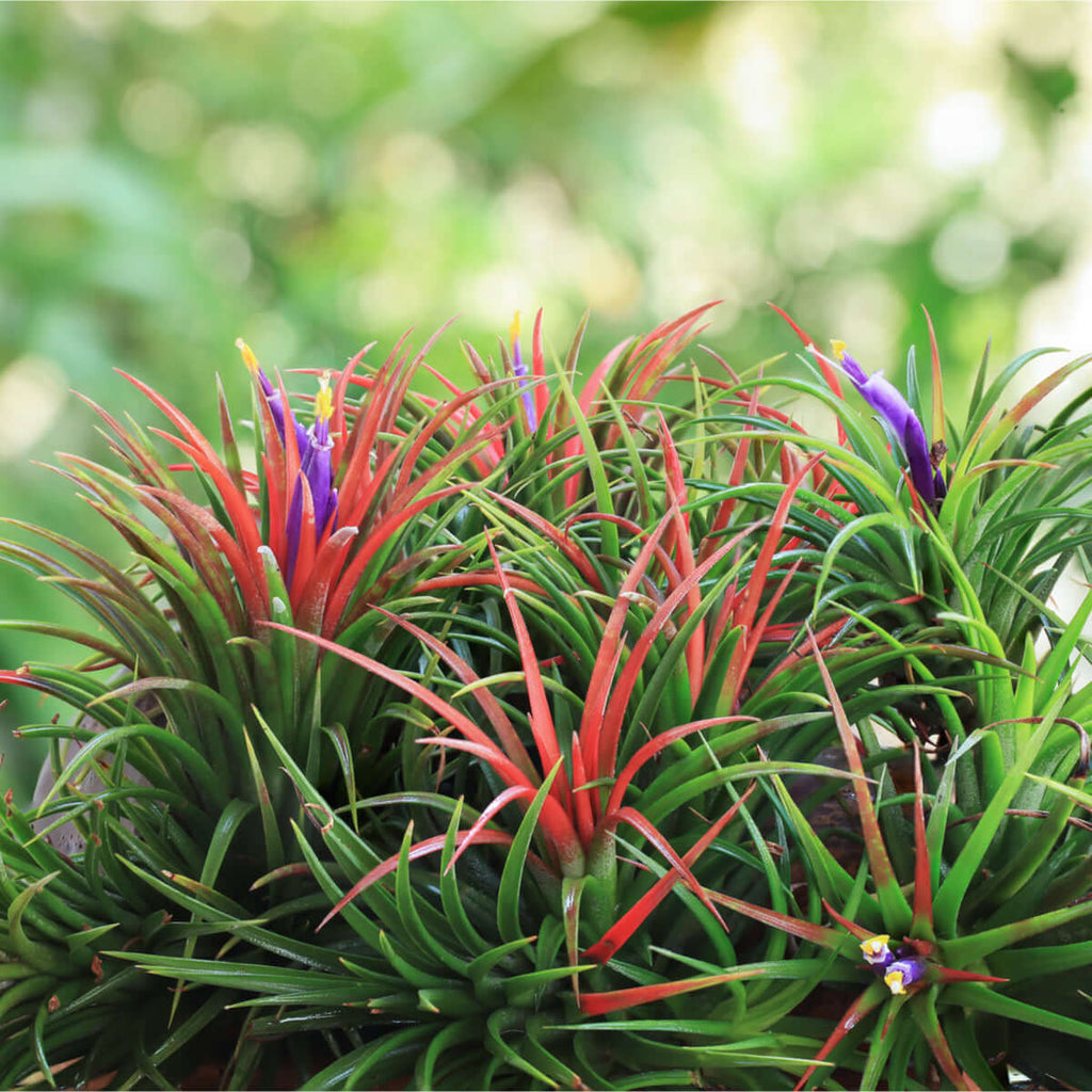 Tillandsia Ionantha ‘Fuego’ Air Plant Ball - Cheeky Garden