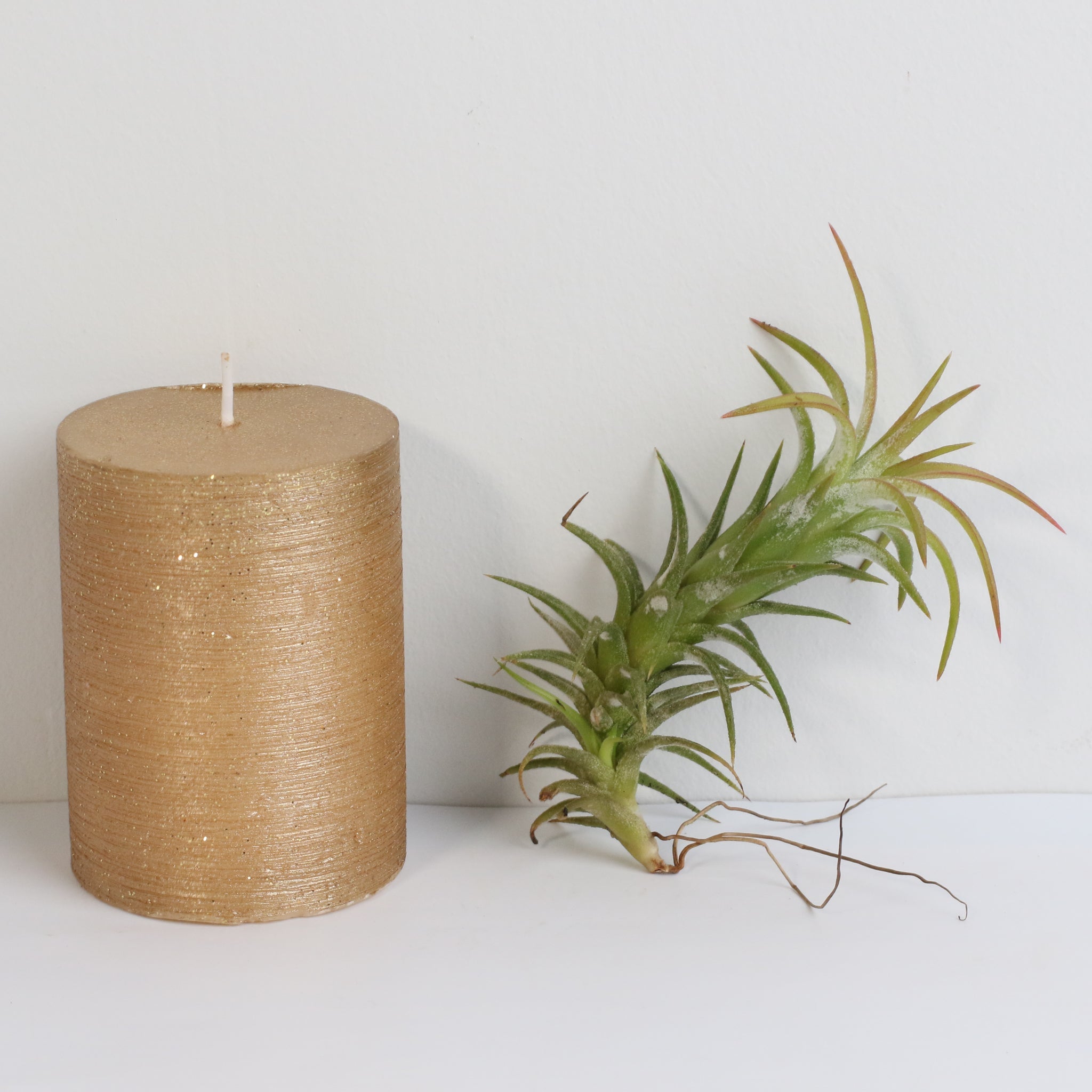 Tillandsia Vanhyningii Air Plant - Cheeky Garden