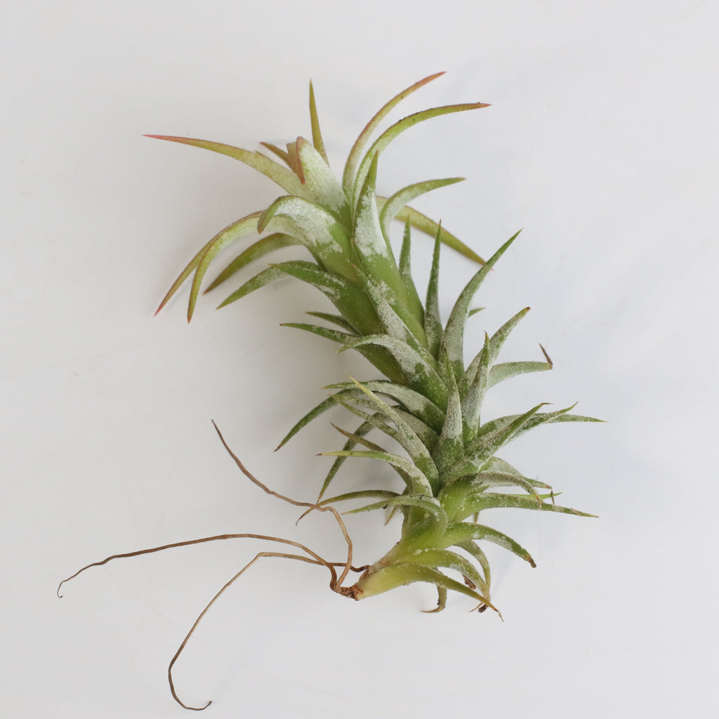 Tillandsia Vanhyningii Air Plant - Cheeky Garden