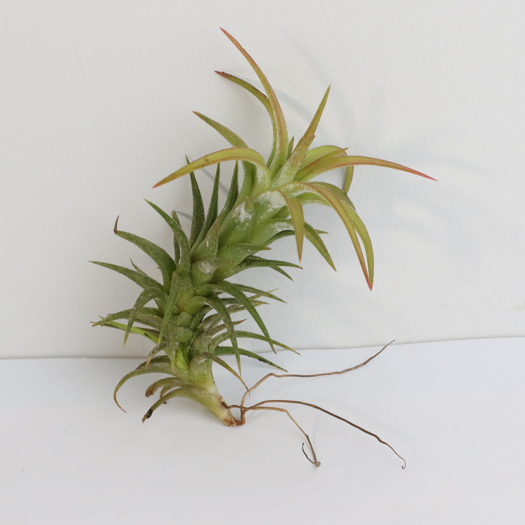 Tillandsia Vanhyningii Air Plant - Cheeky Garden
