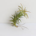 Tillandsia Vanhyningii Air Plant - Cheeky Garden