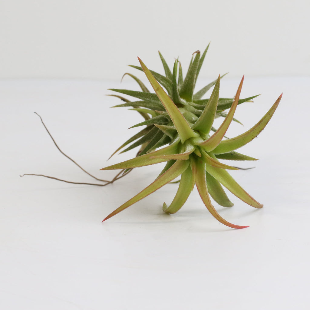 Tillandsia Vanhyningii Air Plant - Cheeky Garden