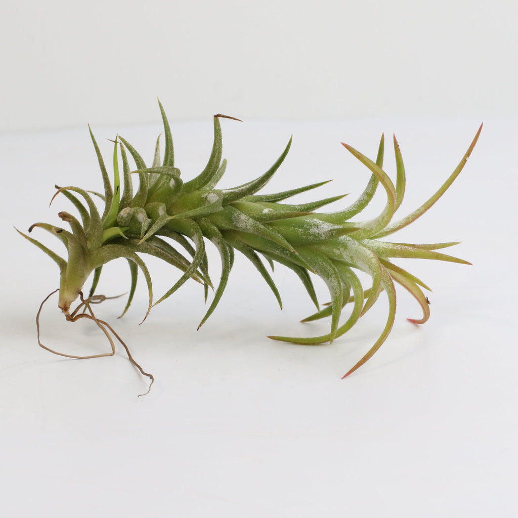 Tillandsia Vanhyningii Air Plant - Cheeky Garden