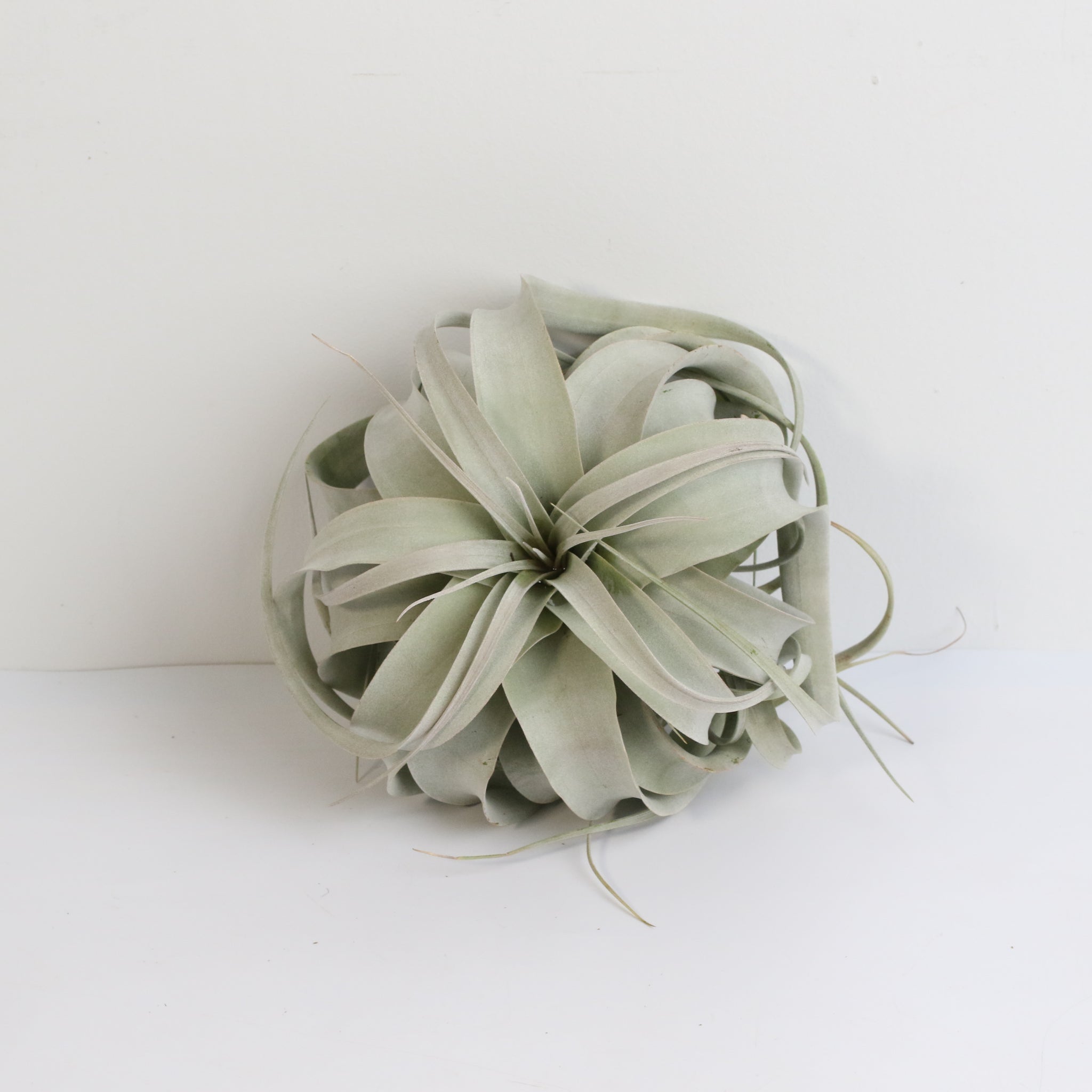 Tillandsia Xerographica Air Plant – Queen of Air Plants - Cheeky Garden
