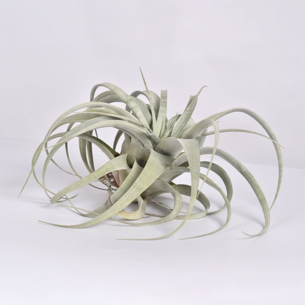 Tillandsia Xerographica Air Plant – Queen of Air Plants - Cheeky Garden