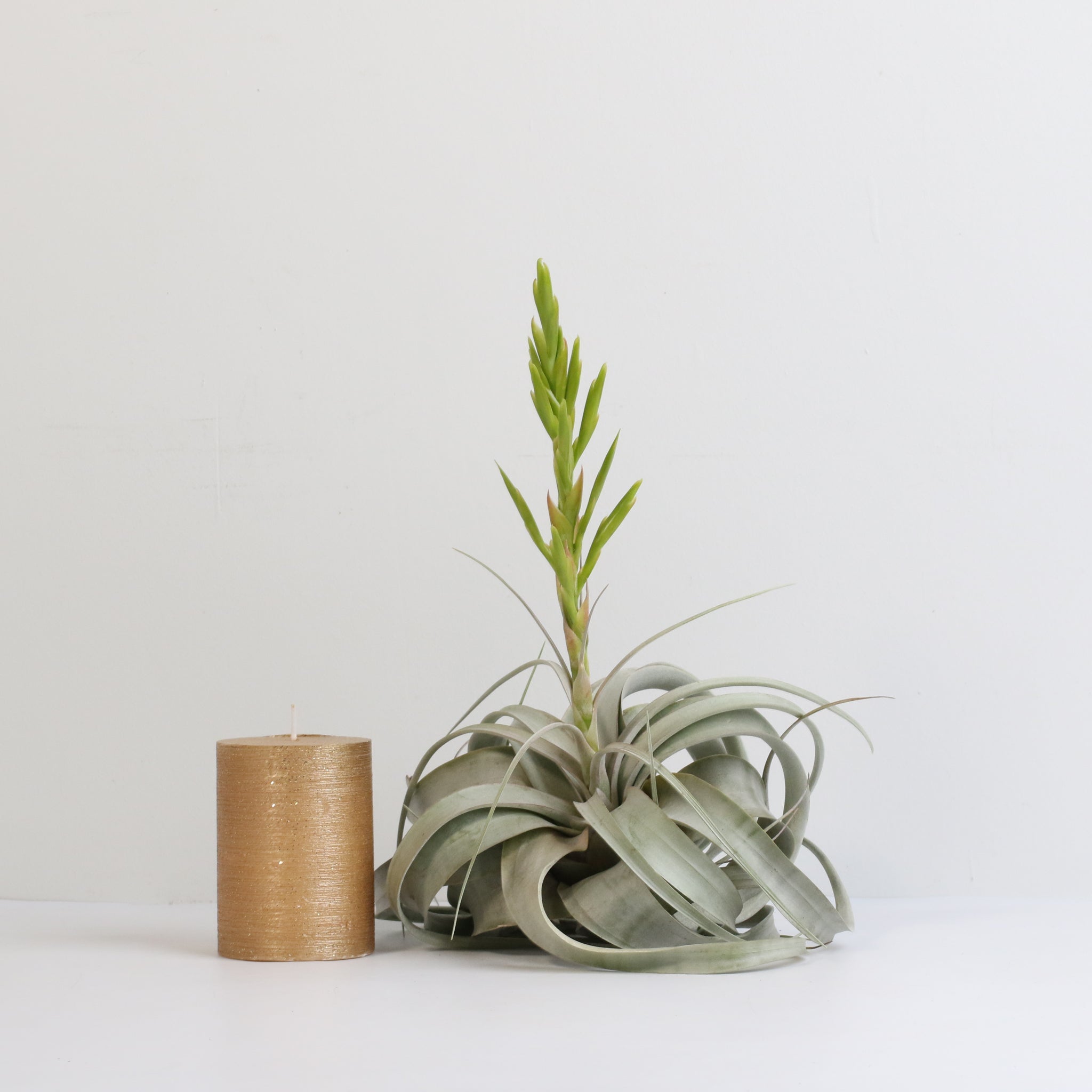 Tillandsia Xerographica Air Plant – Queen of Air Plants - Cheeky Garden