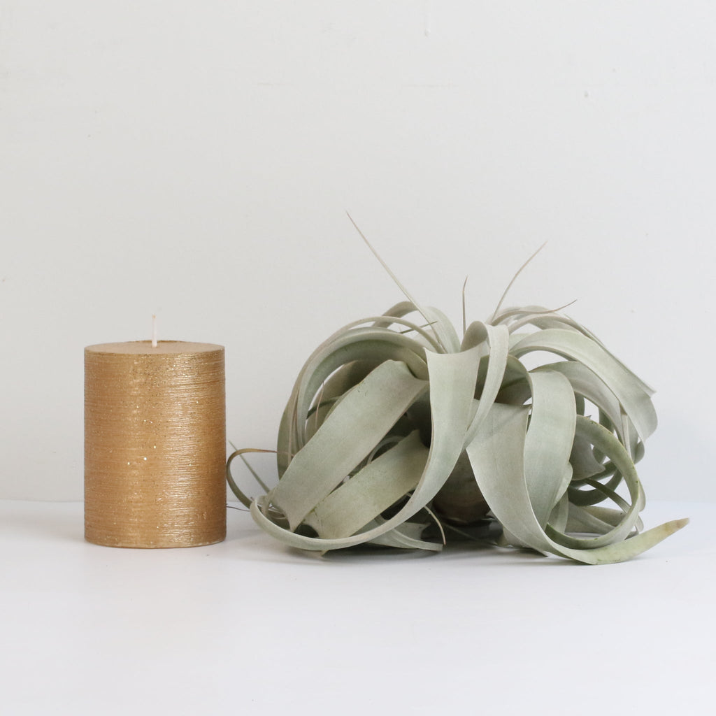 Tillandsia Xerographica Air Plant – Queen of Air Plants - Cheeky Garden