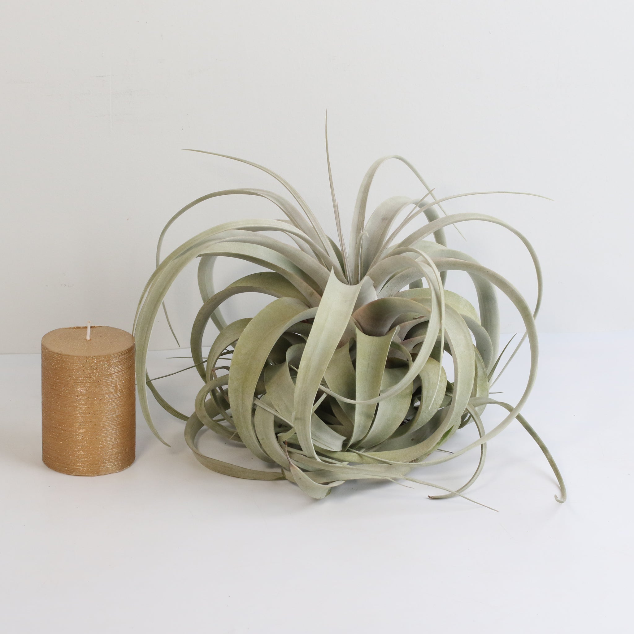 Tillandsia Xerographica Air Plant – Queen of Air Plants - Cheeky Garden