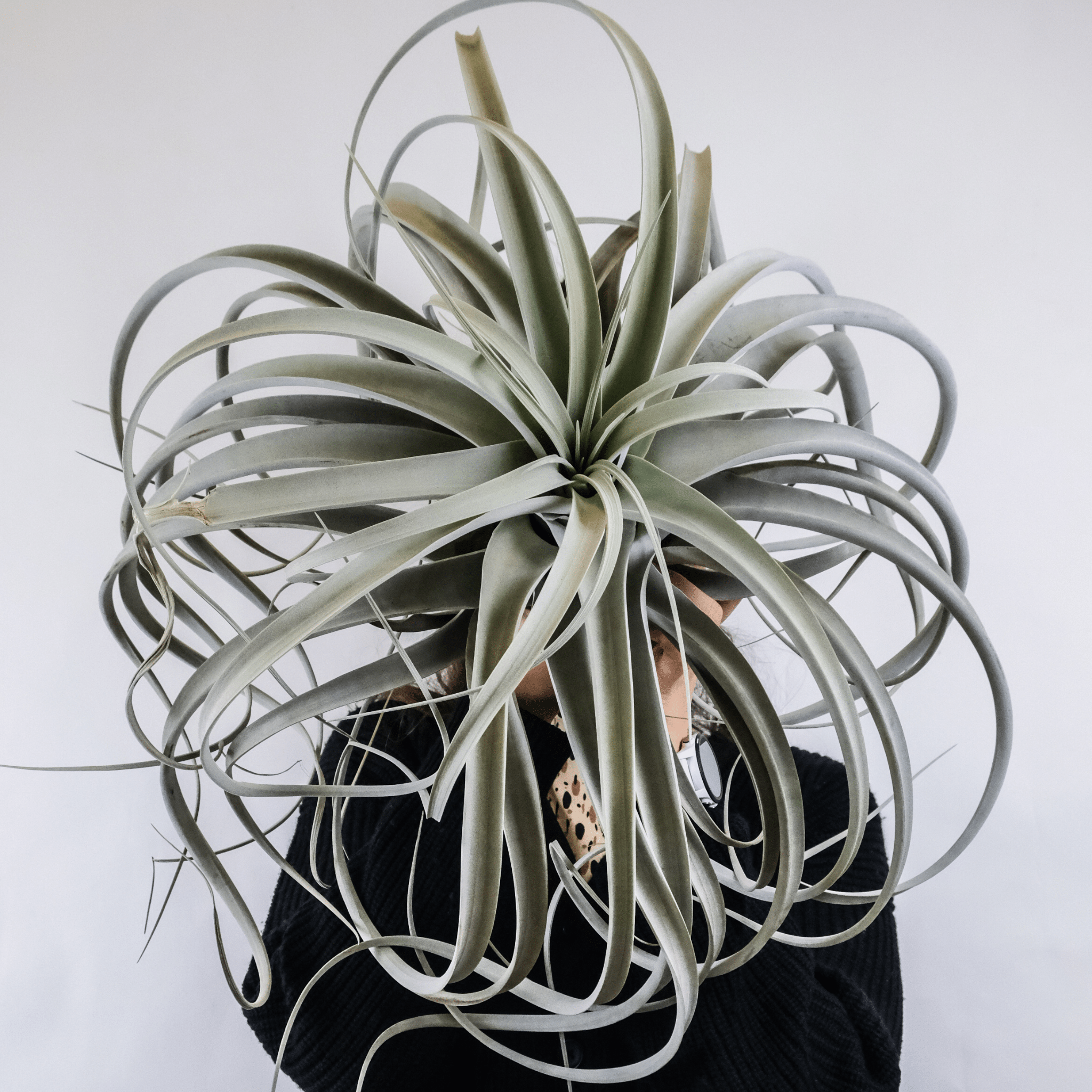Tillandsia Xerographica Air Plant – Queen of Air Plants - Cheeky Garden