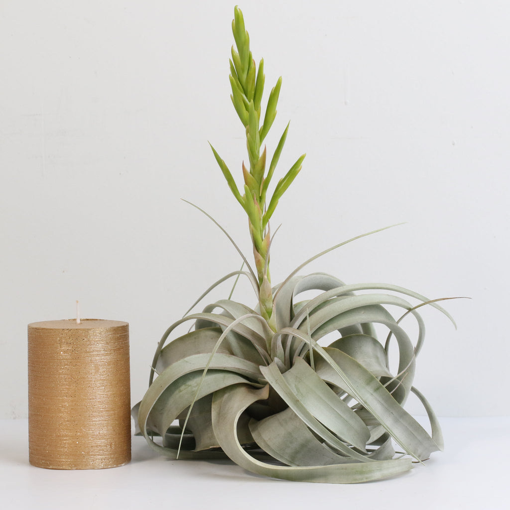 Tillandsia Xerographica Air Plant – Queen of Air Plants - Cheeky Garden