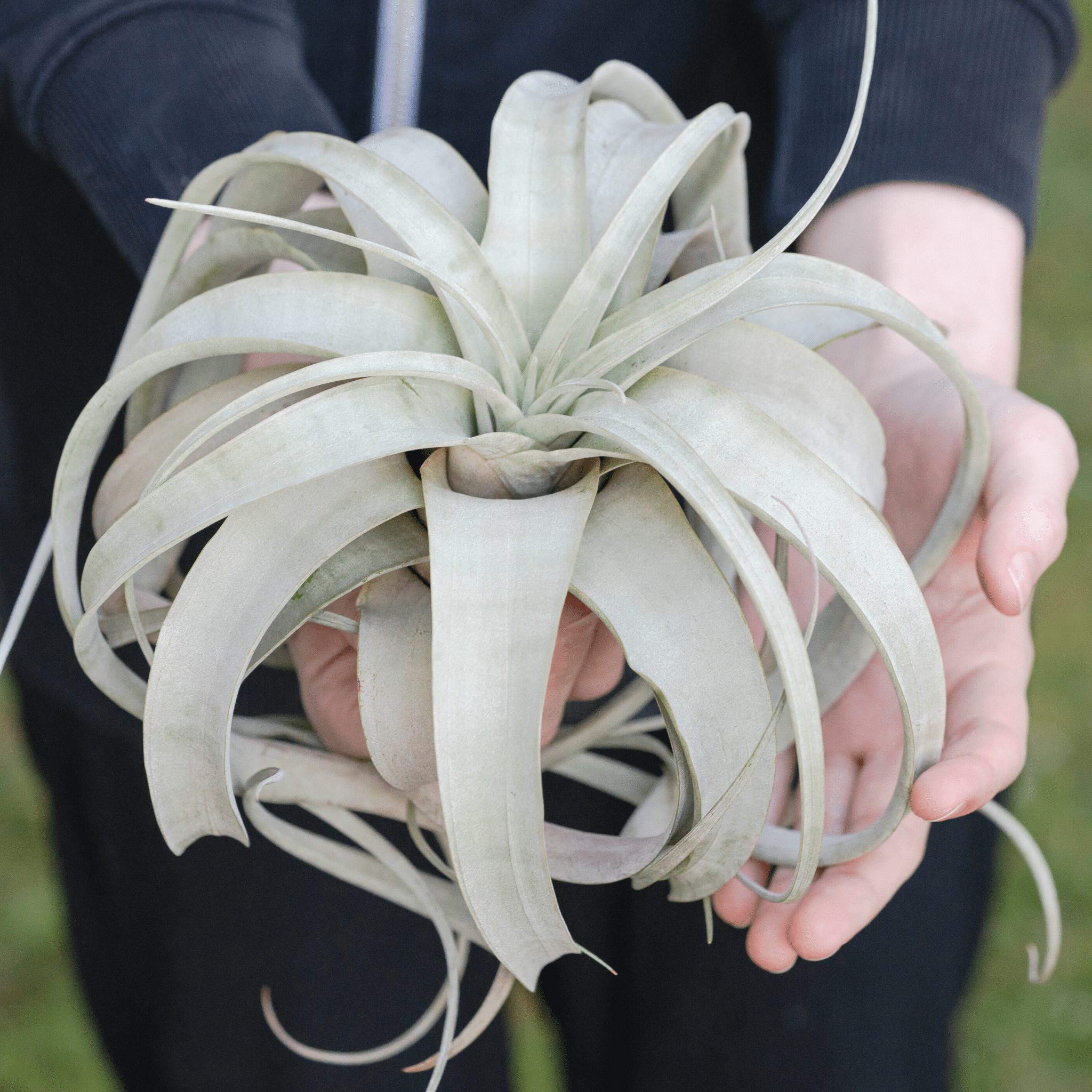 Tillandsia Xerographica Air Plant – Queen of Air Plants - Cheeky Garden