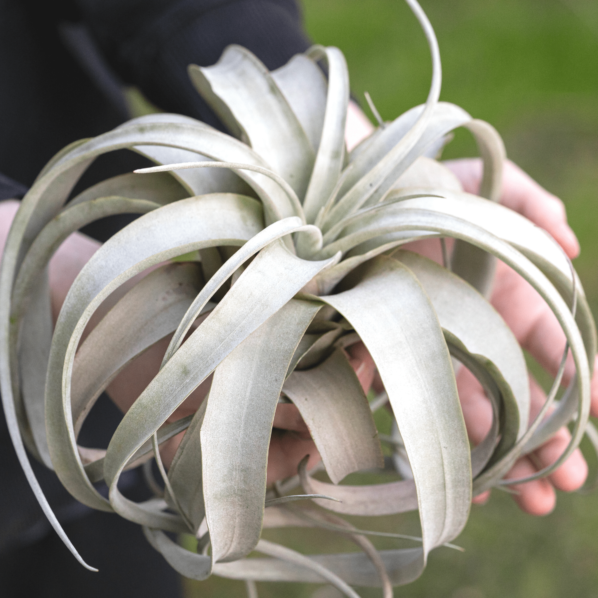 Tillandsia Xerographica Air Plant – Queen of Air Plants - Cheeky Garden