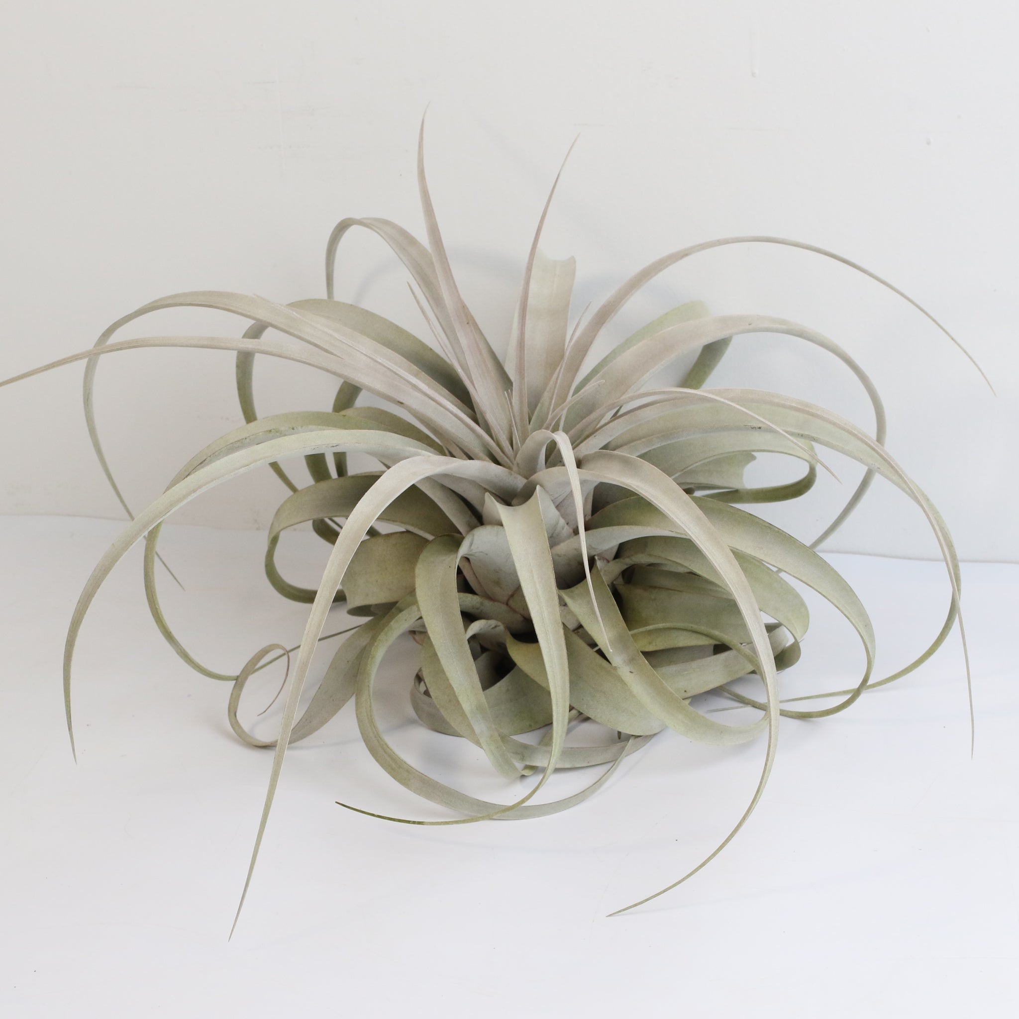 Tillandsia Xerographica Air Plant – Queen of Air Plants - Cheeky Garden
