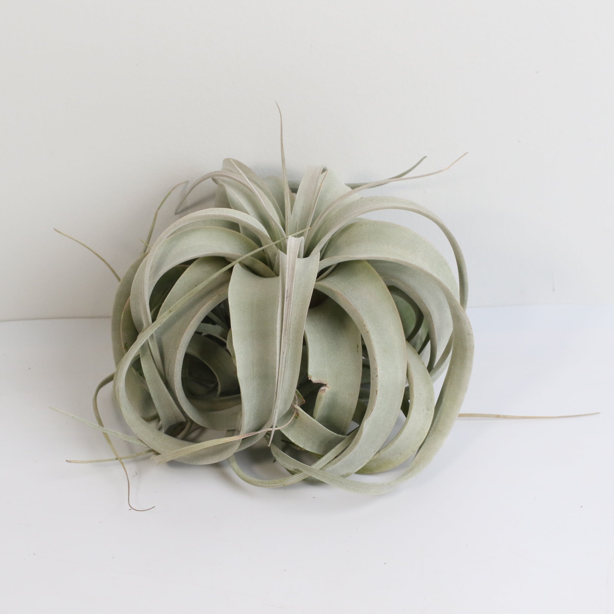 Tillandsia Xerographica Air Plant – Queen of Air Plants - Cheeky Garden