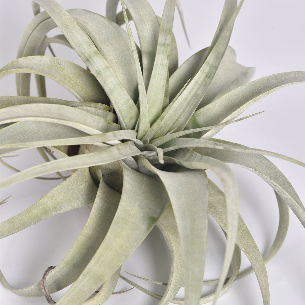 Tillandsia Xerographica Air Plant – Queen of Air Plants - Cheeky Garden