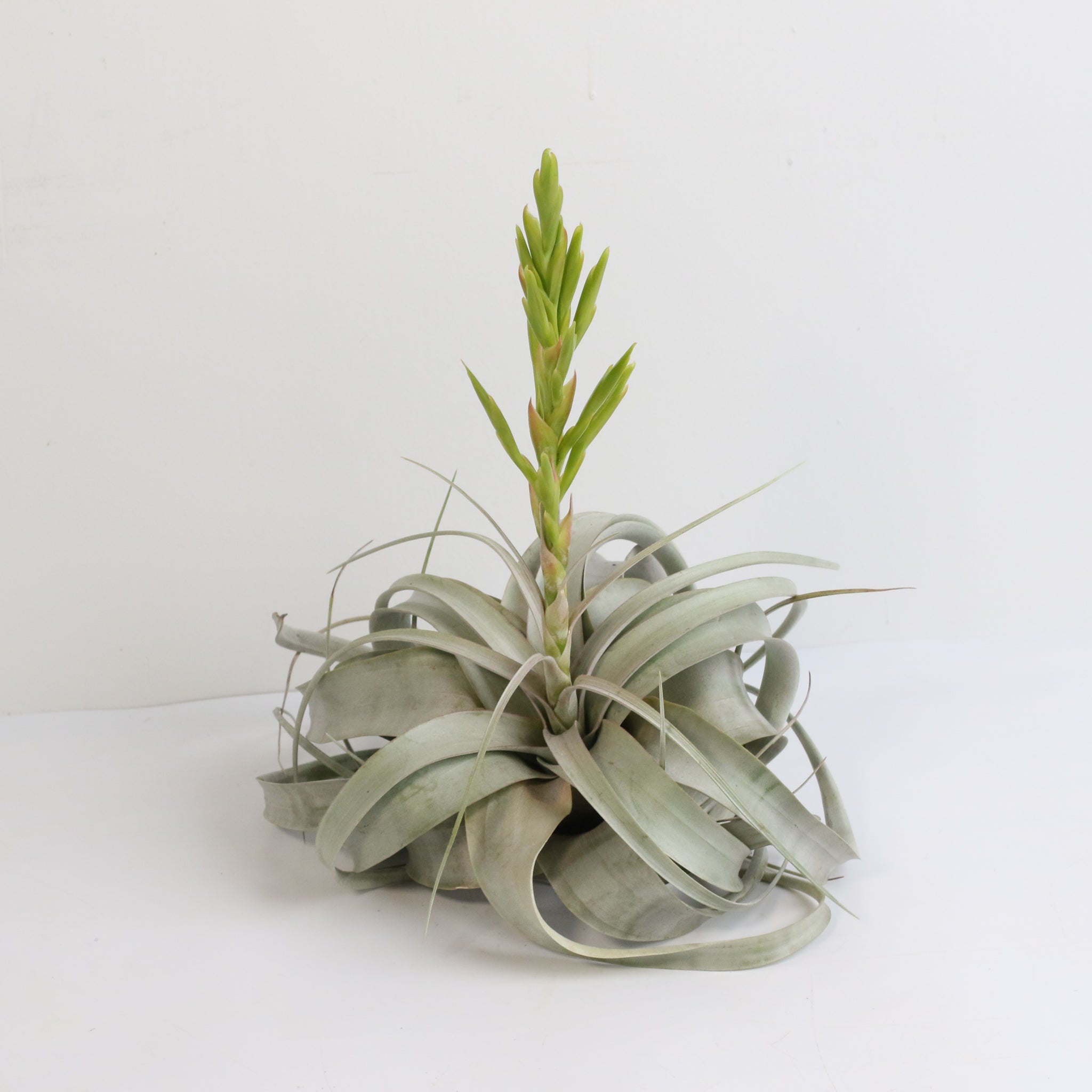 Tillandsia Xerographica Air Plant – Queen of Air Plants - Cheeky Garden