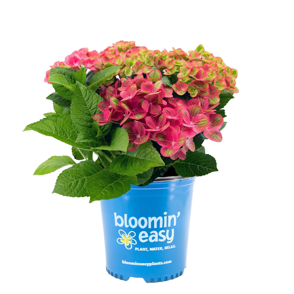 Tilt-A-Swirl® Bigleaf Hydrangea - Cheeky Garden