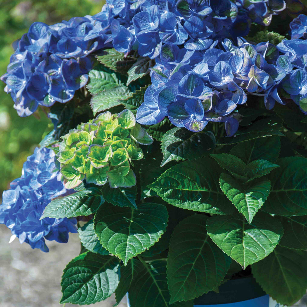 Tilt-A-Swirl® Bigleaf Hydrangea - Cheeky Garden