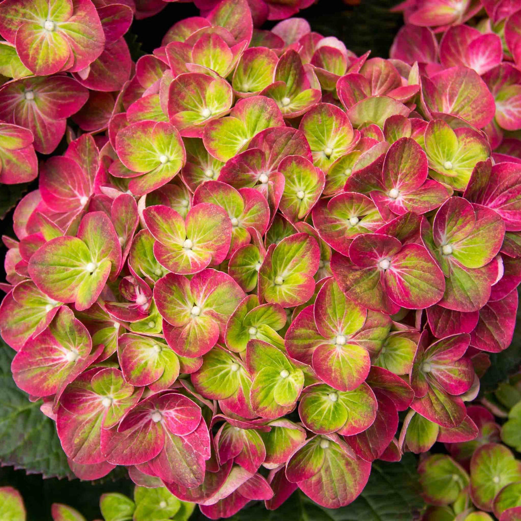 Tilt-A-Swirl® Bigleaf Hydrangea - Cheeky Garden