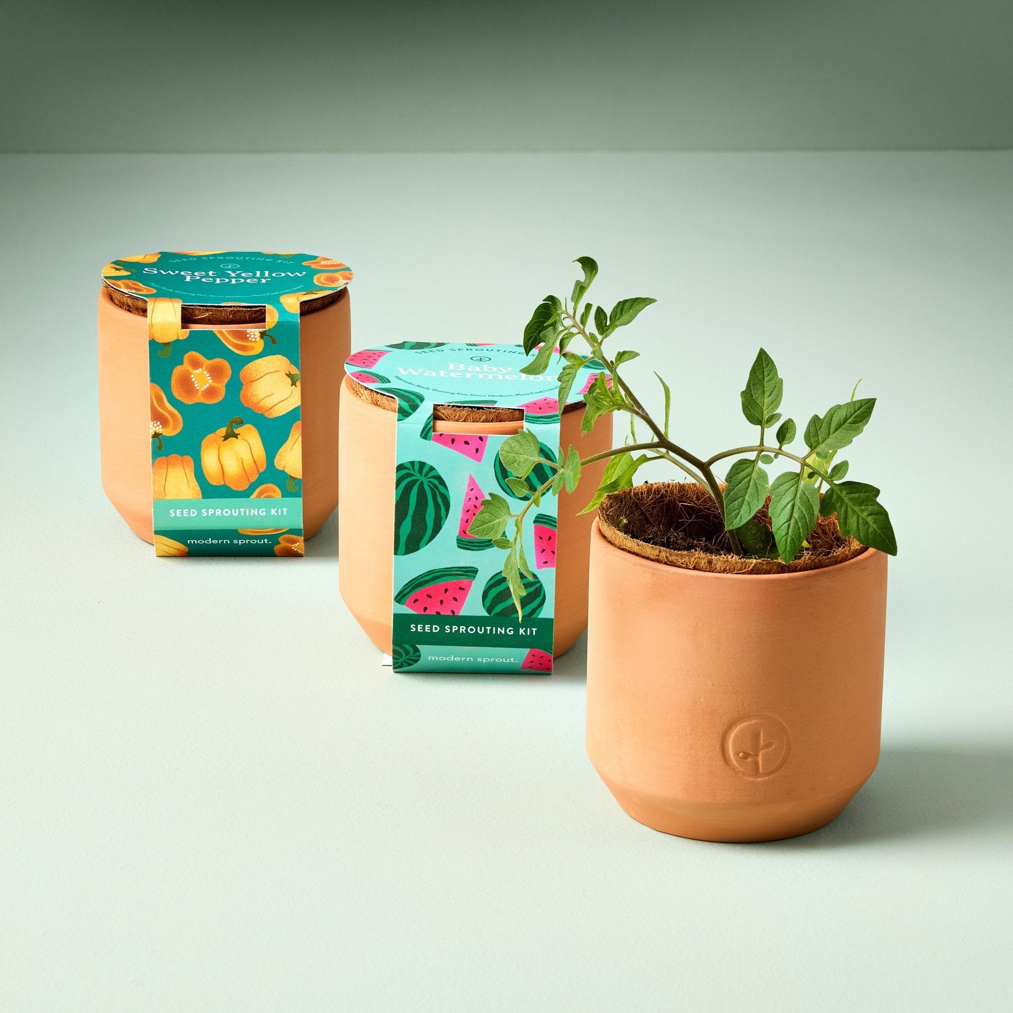 Tiny Terracotta Garden Kits - Cheeky Garden