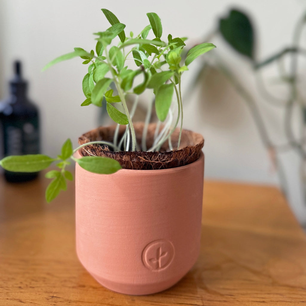 Tiny Terracotta Garden Kits - Cheeky Garden