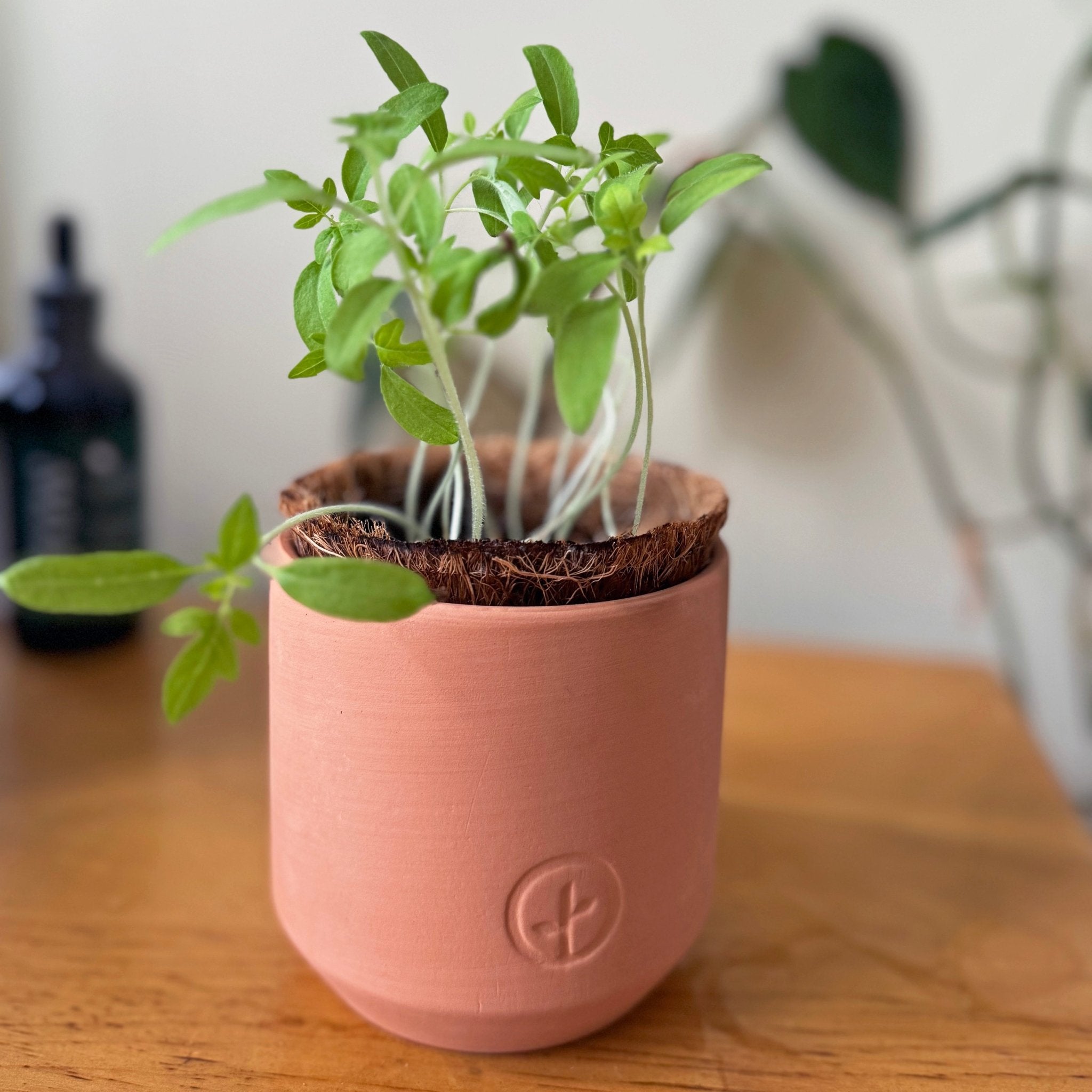 Tiny Terracotta Garden Kits - Cheeky Garden