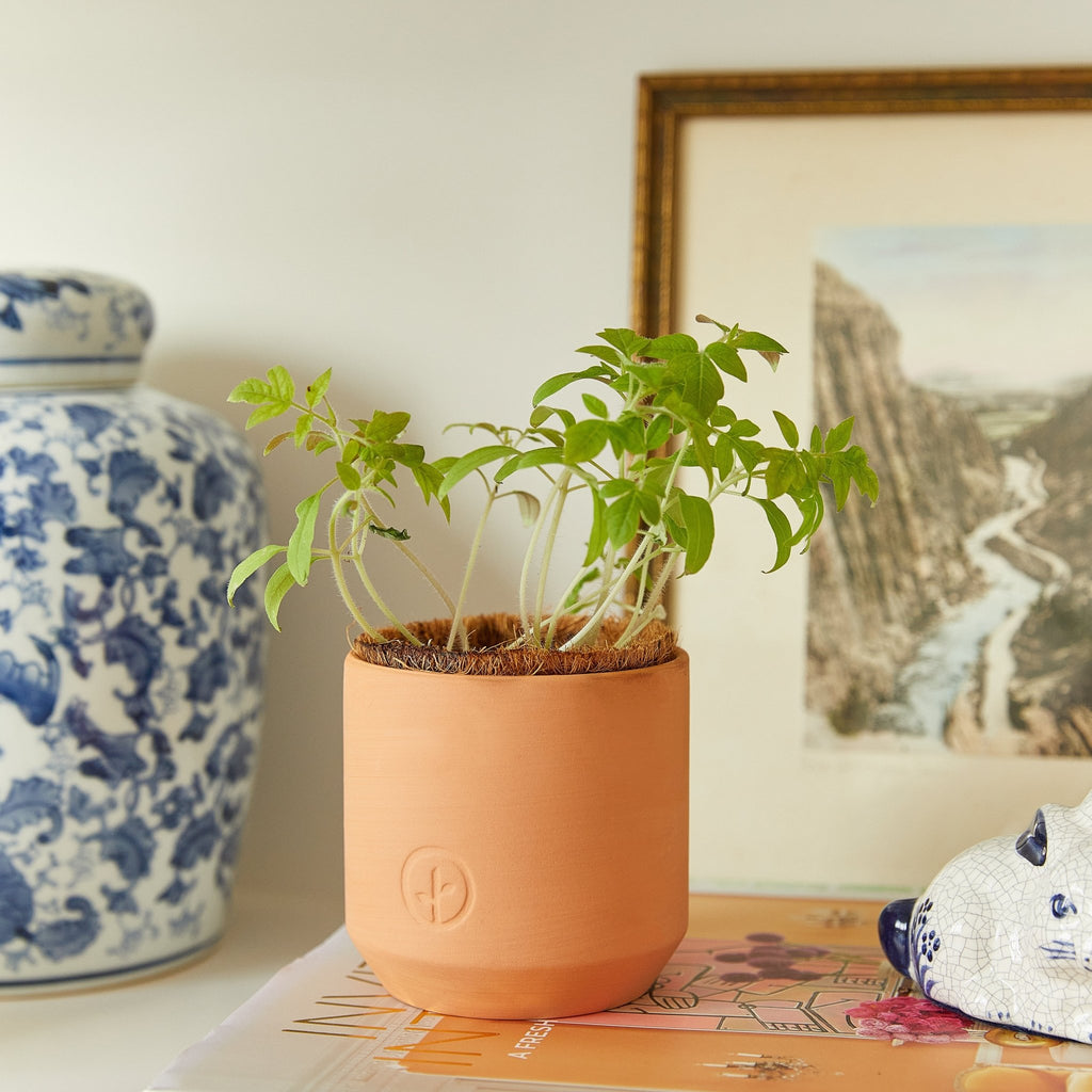 Tiny Terracotta Garden Kits - Cheeky Garden
