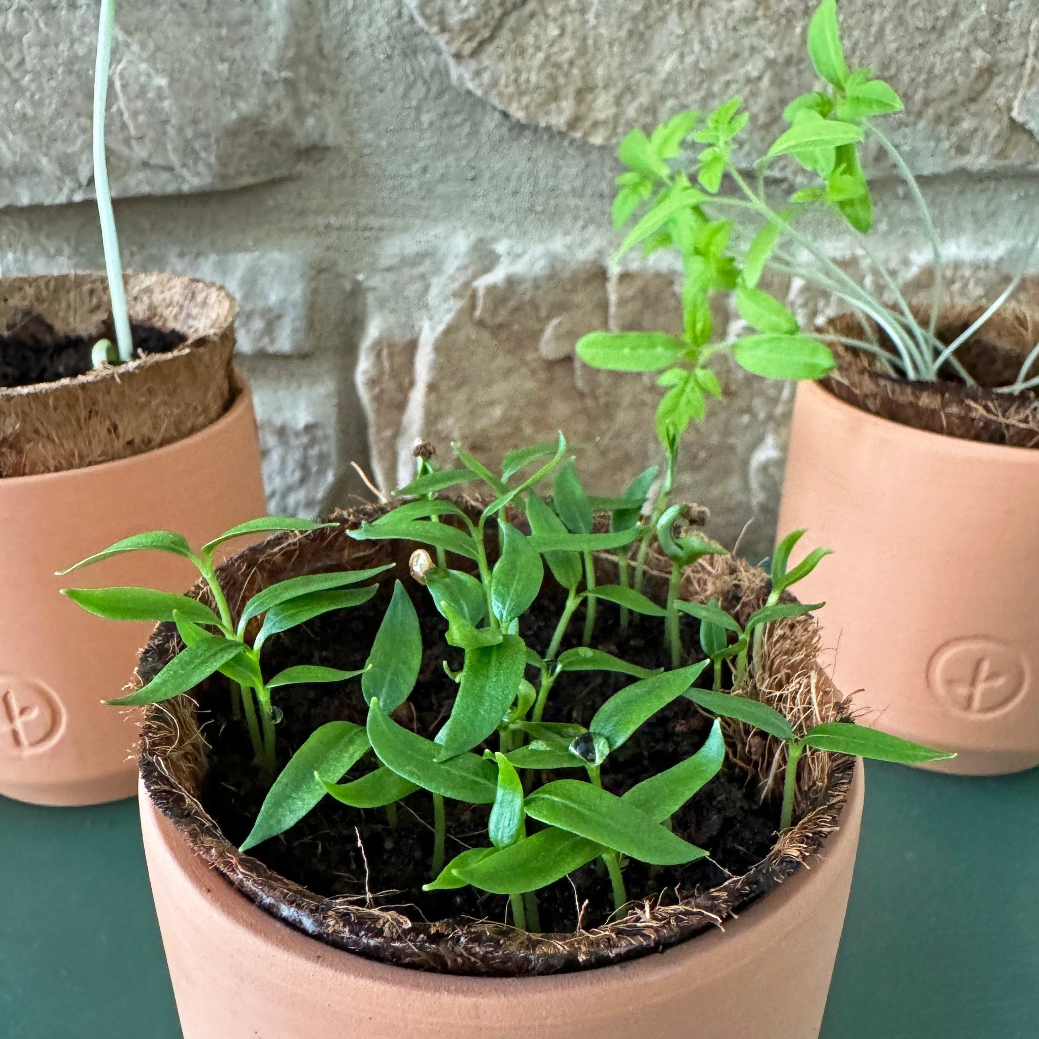 Tiny Terracotta Garden Kits - Cheeky Garden