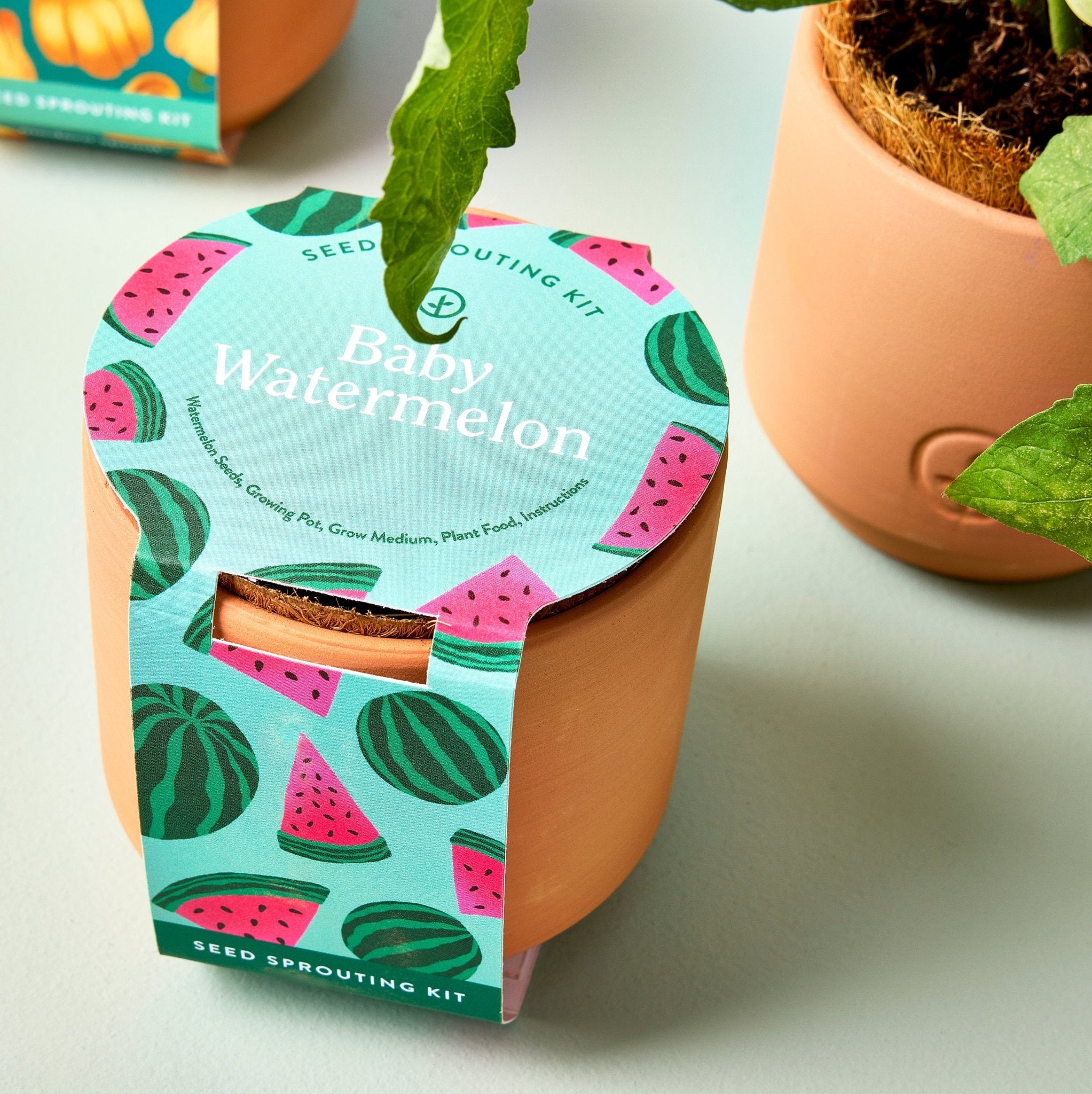 Tiny Terracotta Garden Kits - Cheeky Garden