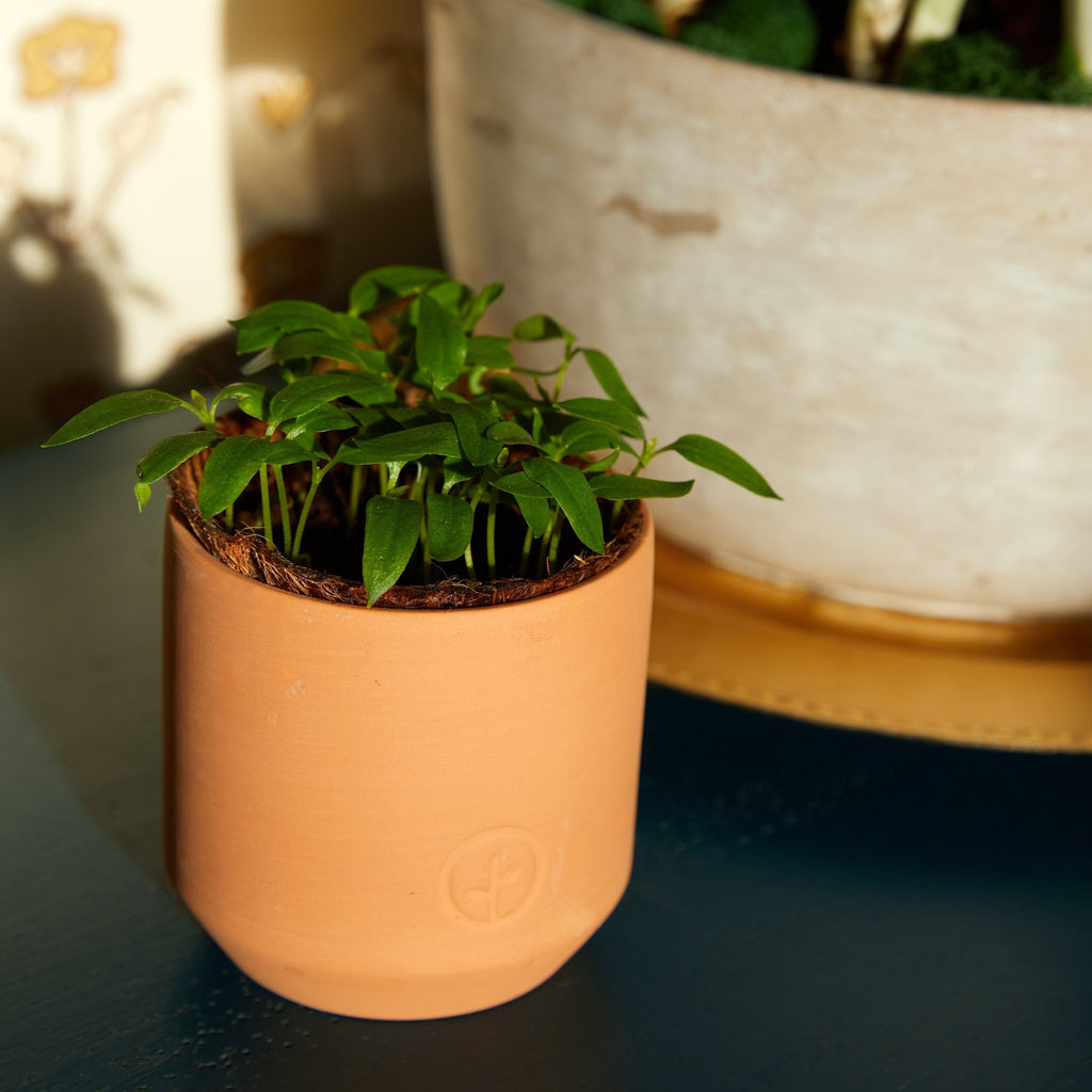 Tiny Terracotta Garden Kits - Cheeky Garden