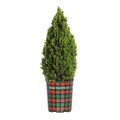 Tiny Tower® Dwarf Alberta Spruce - Cheeky Garden