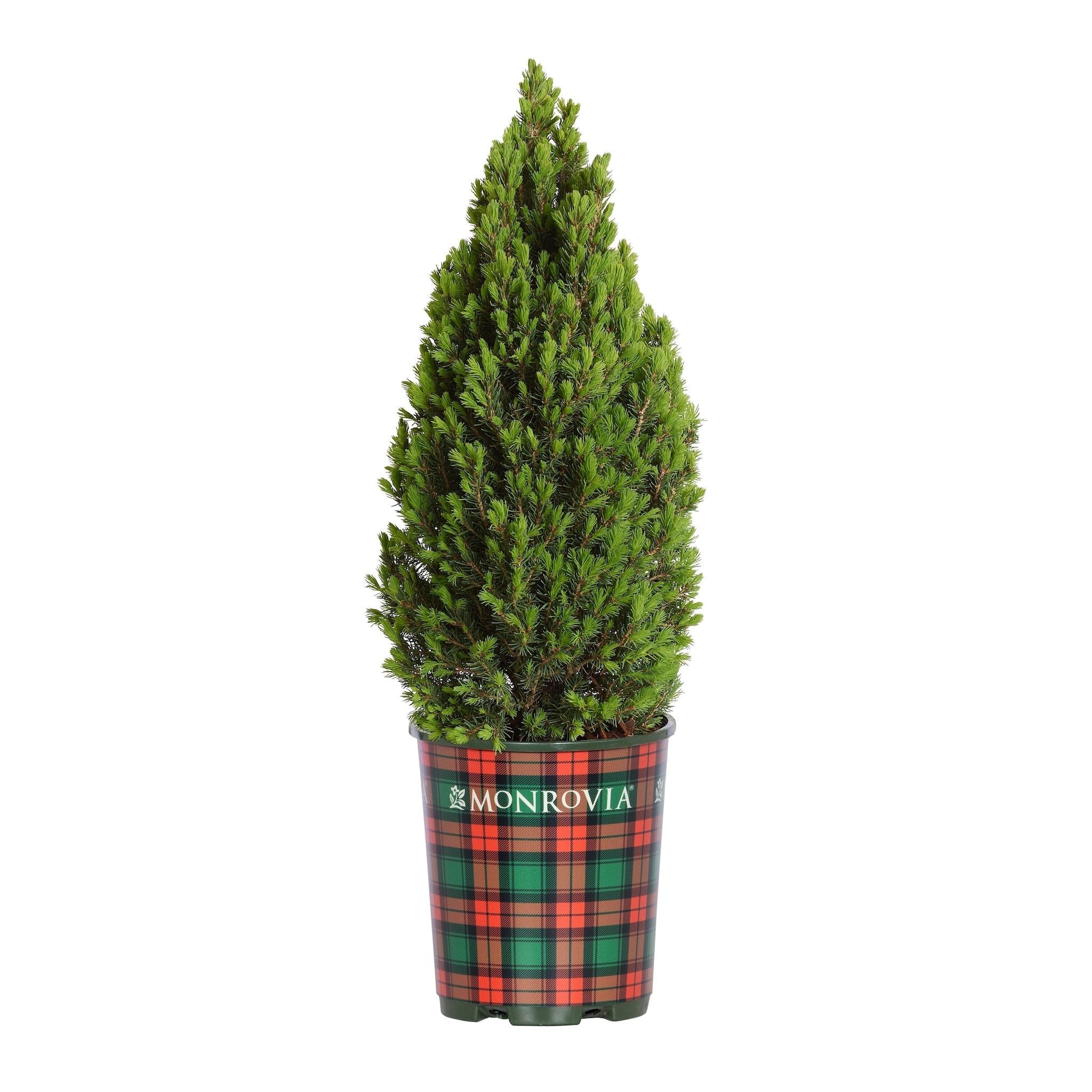 Tiny Tower® Dwarf Alberta Spruce - Cheeky Garden