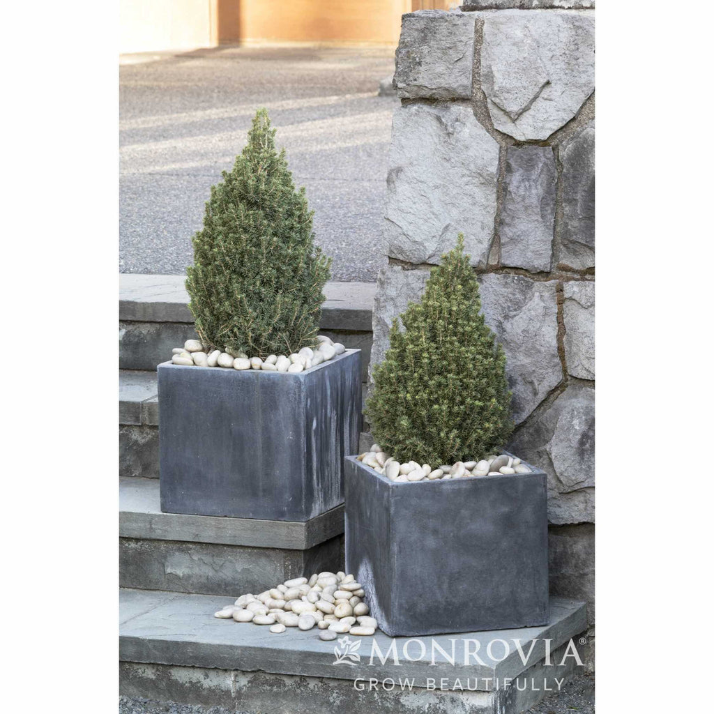 Tiny Tower® Dwarf Alberta Spruce - Cheeky Garden