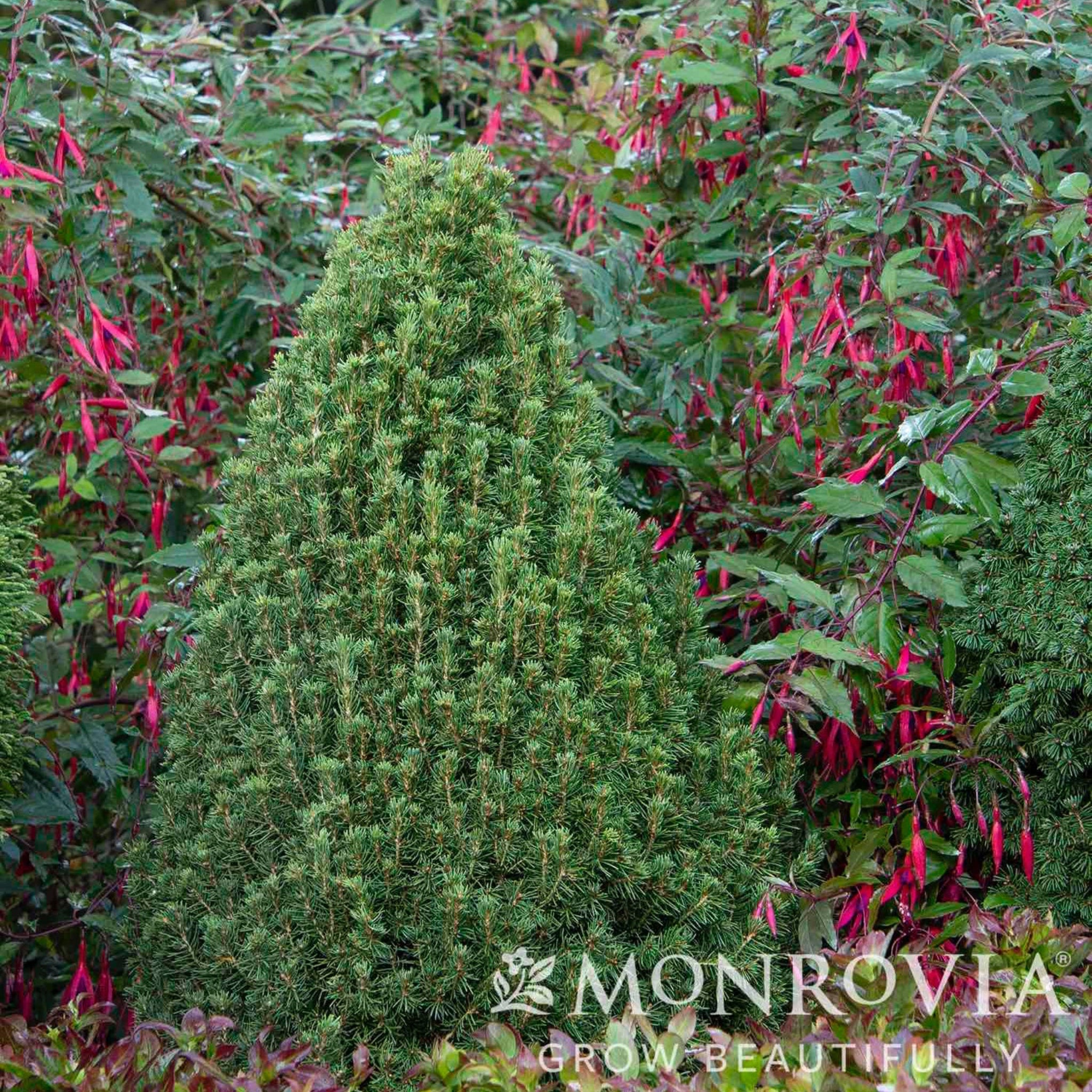 Tiny Tower® Dwarf Alberta Spruce - Cheeky Garden