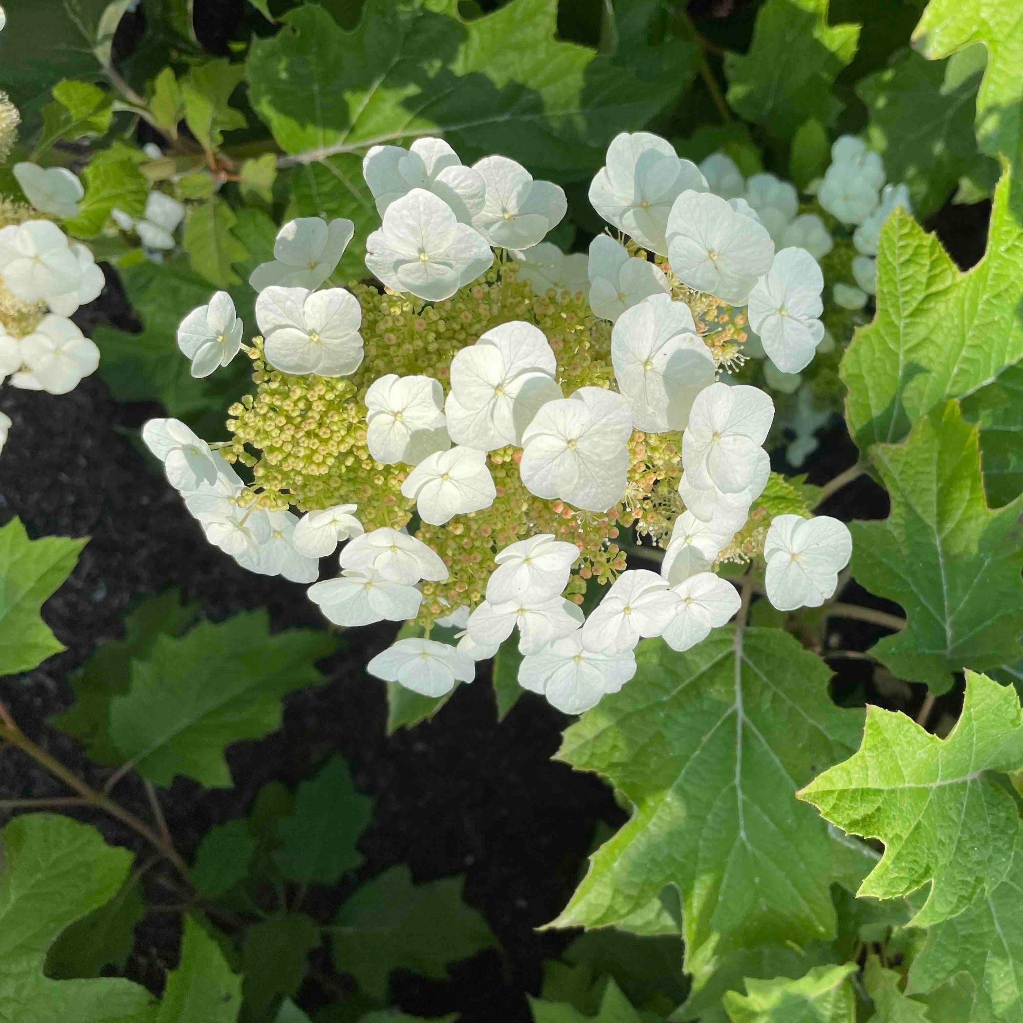 Toy Soldier™ Oakleaf Hydrangea - Cheeky Garden