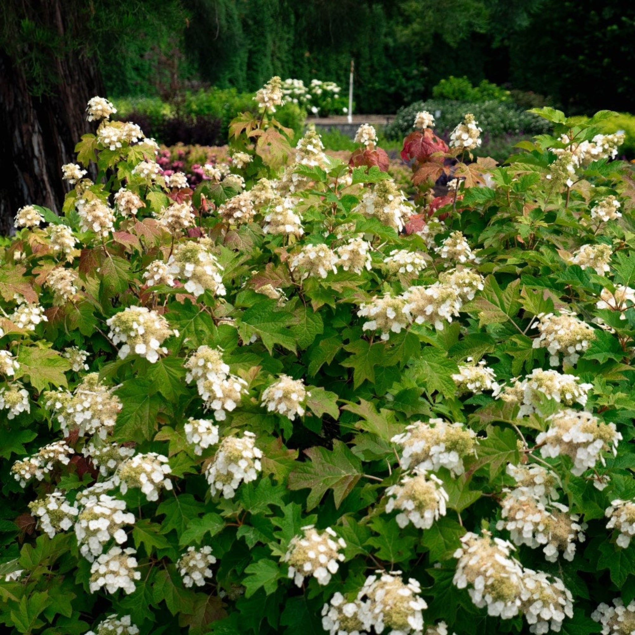 Toy Soldier™ Oakleaf Hydrangea - Cheeky Garden