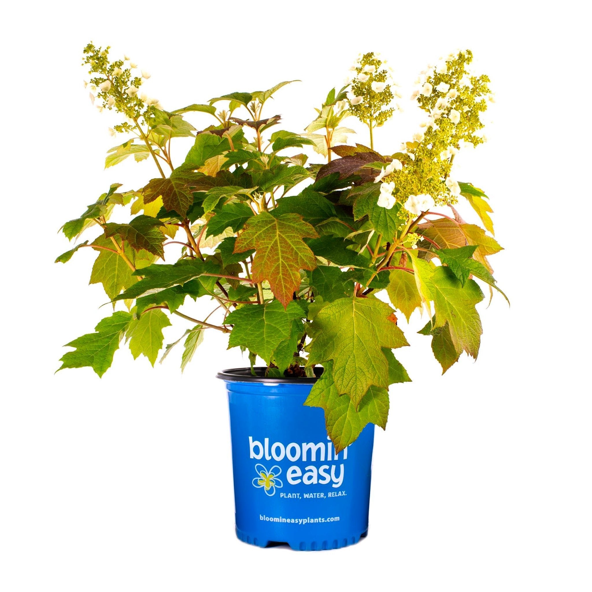 Toy Soldier™ Oakleaf Hydrangea - Cheeky Garden