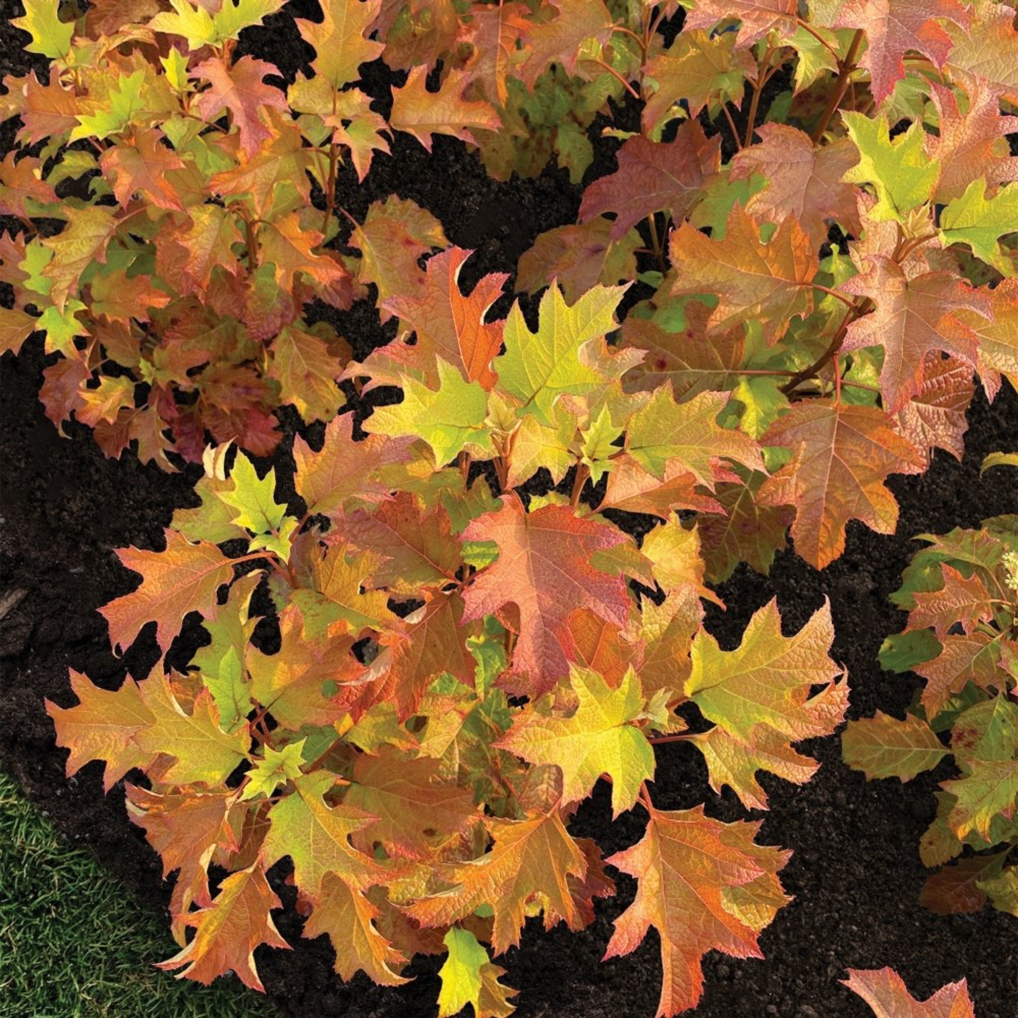Toy Soldier™ Oakleaf Hydrangea - Cheeky Garden
