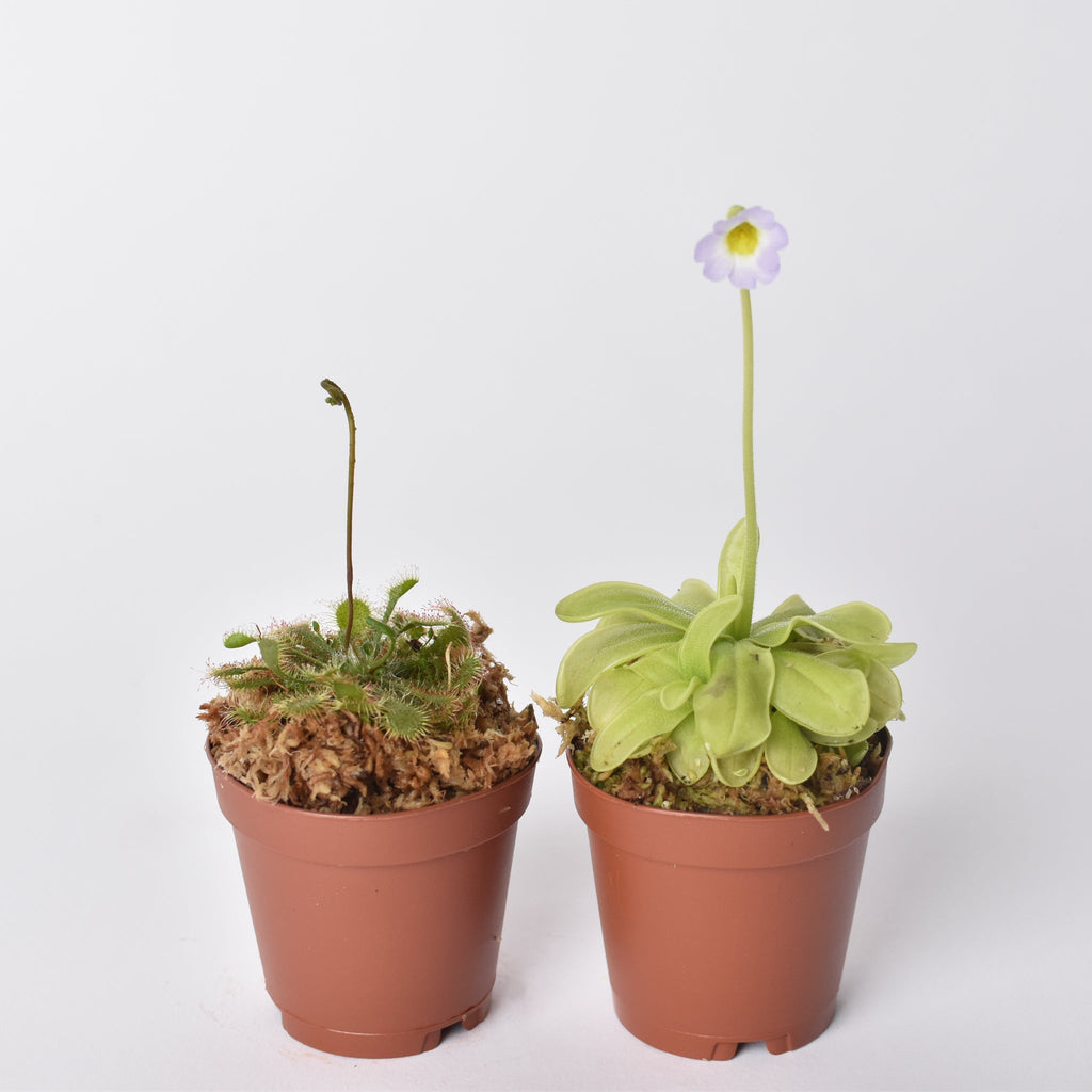 Trap Stars Duo – Carnivorous Plant Bundle (Choose Your Pair) - Cheeky Garden