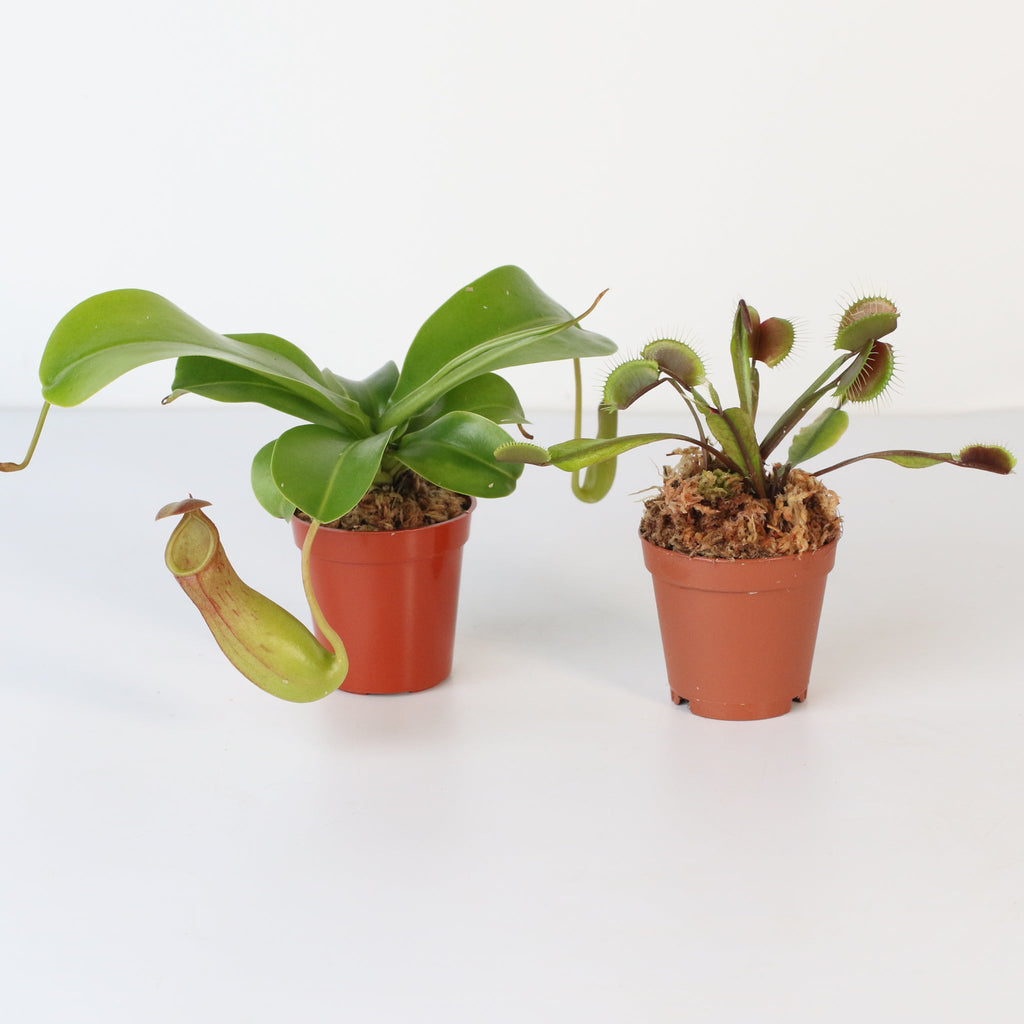 Trap Stars Duo – Carnivorous Plant Bundle (Choose Your Pair) - Cheeky Garden