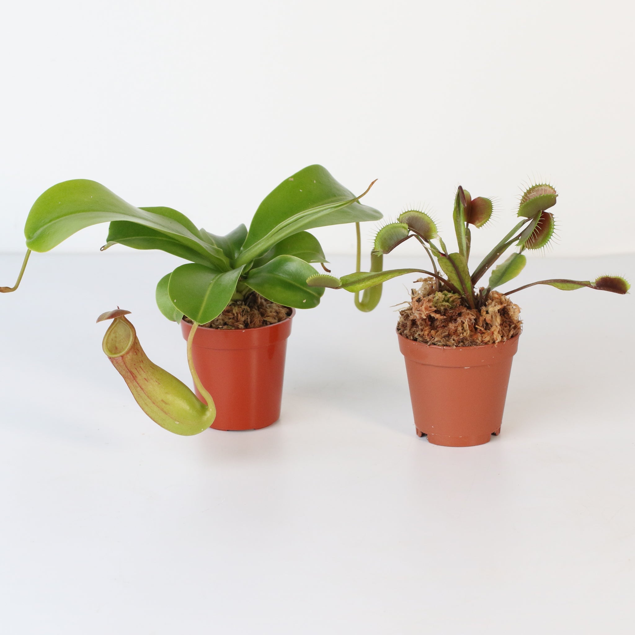 Trap Stars Duo – Carnivorous Plant Bundle (Choose Your Pair) - Cheeky Garden