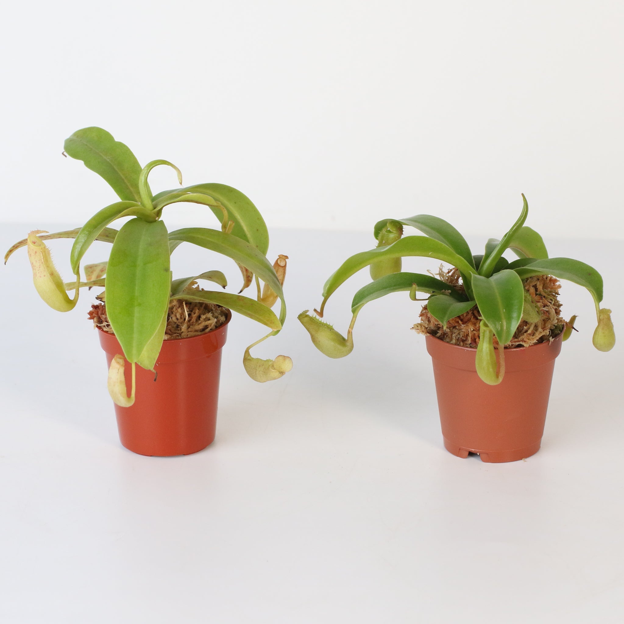 Trap Stars Duo – Carnivorous Plant Bundle (Choose Your Pair) - Cheeky Garden