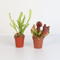 Trap Stars Duo – Carnivorous Plant Bundle (Choose Your Pair) - Cheeky Garden
